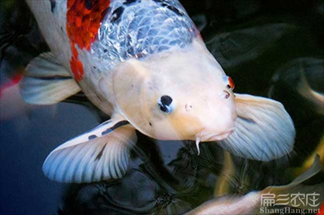 福建觀賞魚養殖基（jī）地