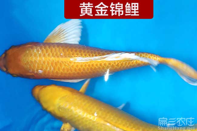 漳州鯽魚批發（fā）