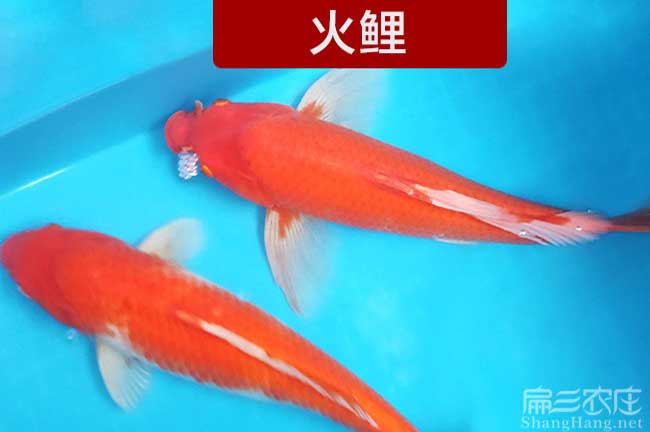 漳州觀賞（shǎng）魚養殖