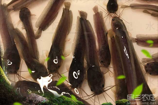 莆田黑（hēi）魚苗