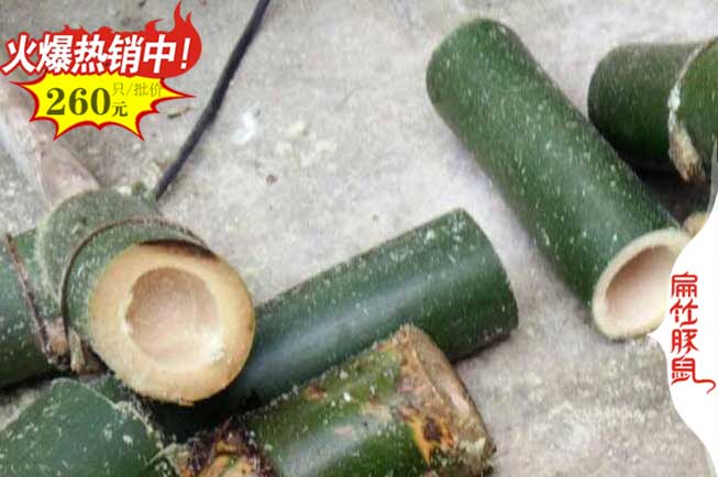 廣（guǎng）西竹（zhú）鼠食物