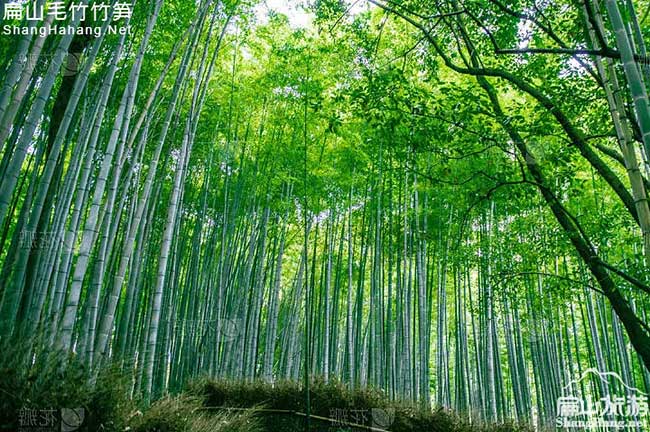 福建竹鼠養殖基地