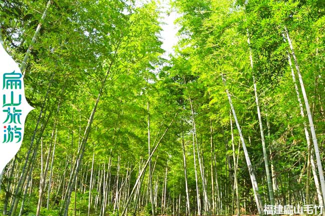 扁山林子種植基地