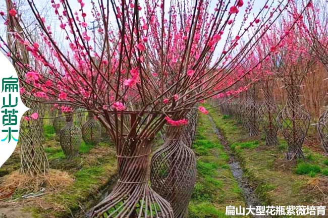 佛山天鹅绒紫薇花瓶