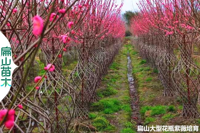 广东紫薇花瓶批发