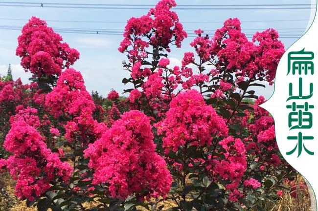 福建紅火箭紫薇樹（shù）批發