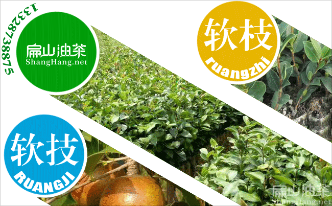 廣西軟枝油茶苗