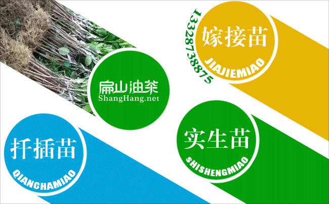 東莞（wǎn）東（dōng）莞（wǎn）油茶（chá）基（jī）地 東莞油茶基地種植大果紅花油茶樹-扁山油（yóu）茶