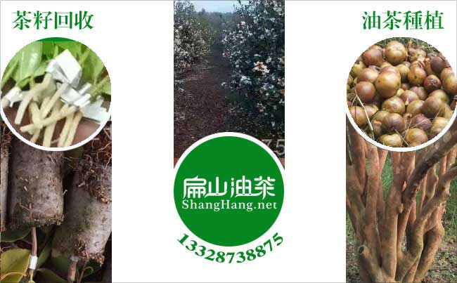 油（yóu）茶種植肥料