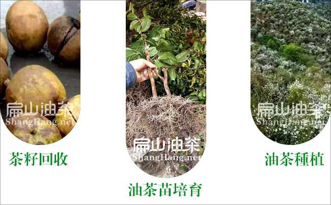 油茶種植技術