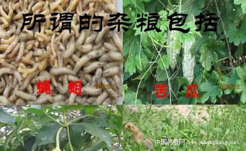 土雞（jī）草種（zhǒng）子苗（miáo）