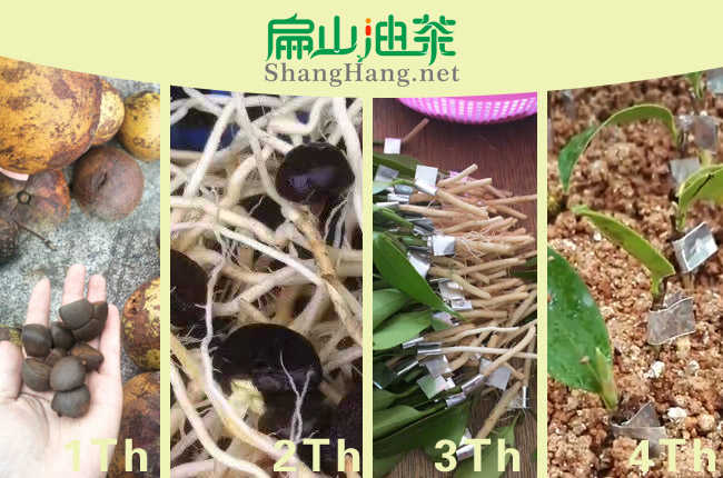 油茶種植方（fāng）法