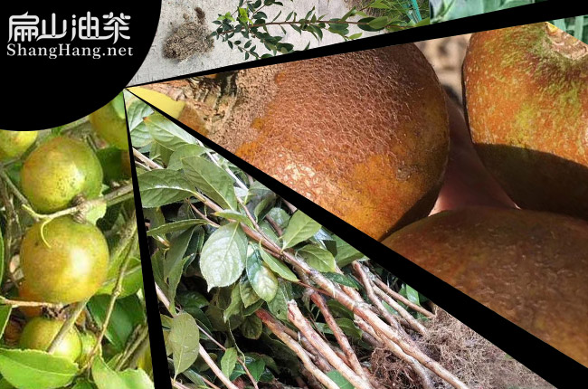 油茶（chá）種植肥（féi）料